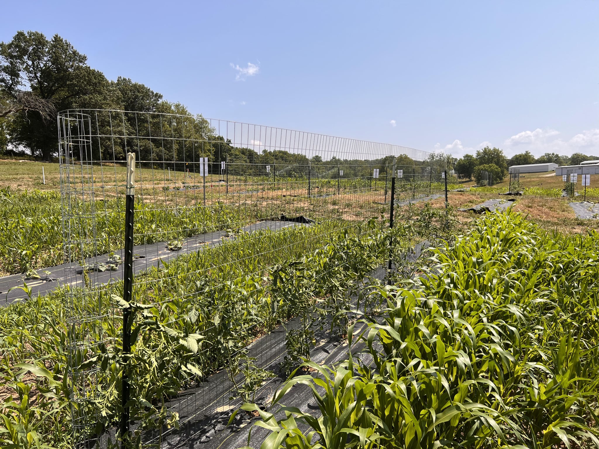 Organic Transition Project Research